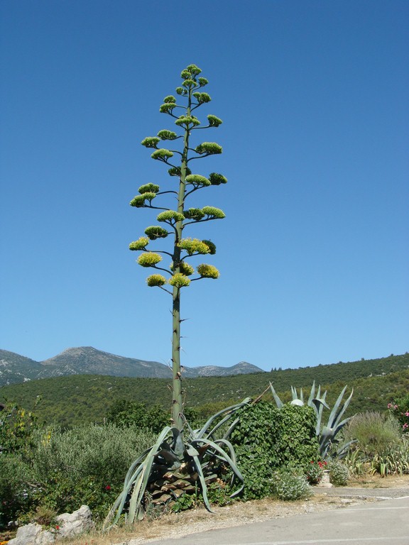 Agava (11)